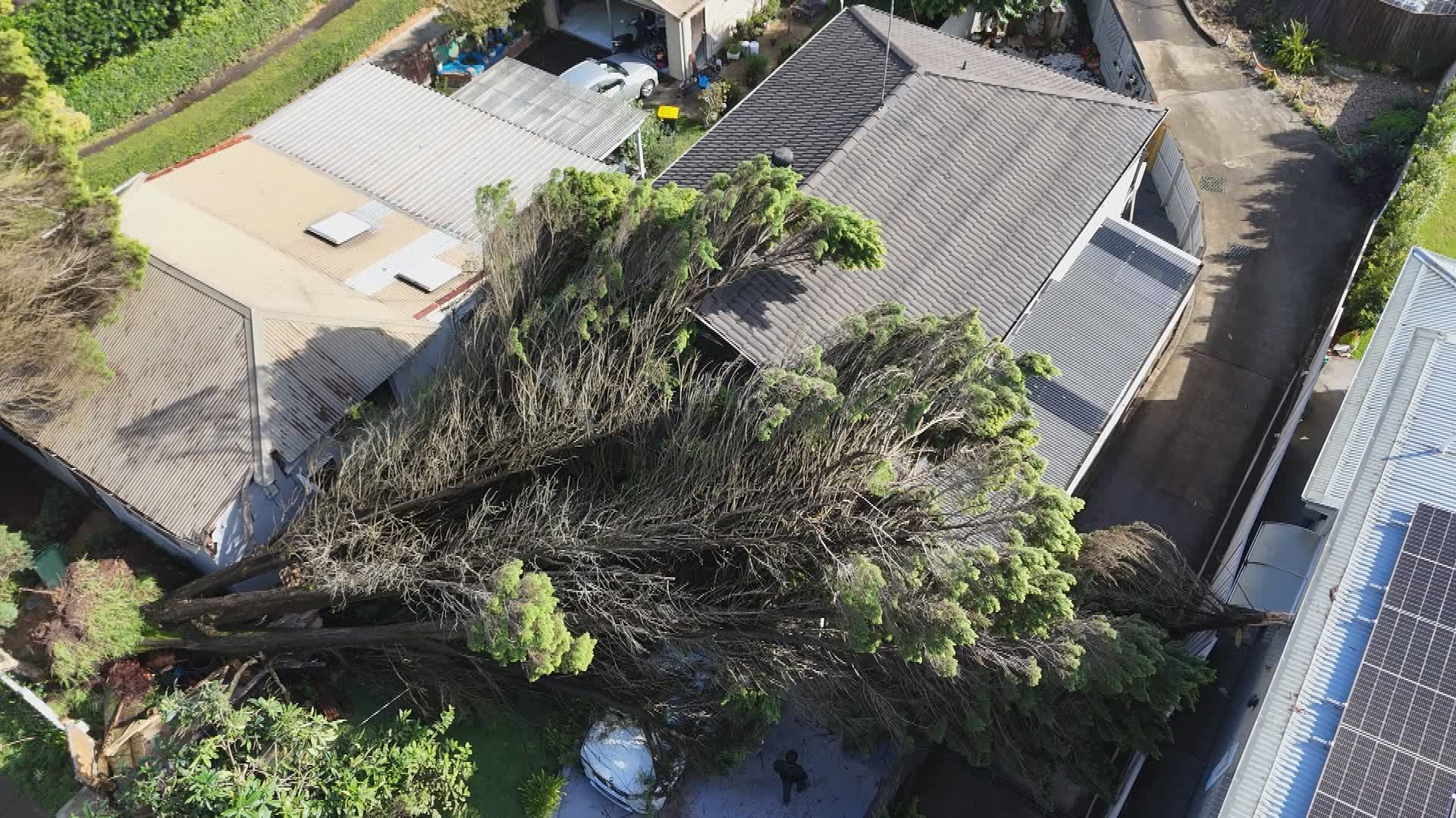A tree toppled onto a Hornsby home.