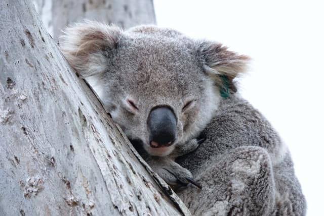 The male marsupial, who was a local of Lake Cathie for 15 years, ﻿was found dead this week.﻿