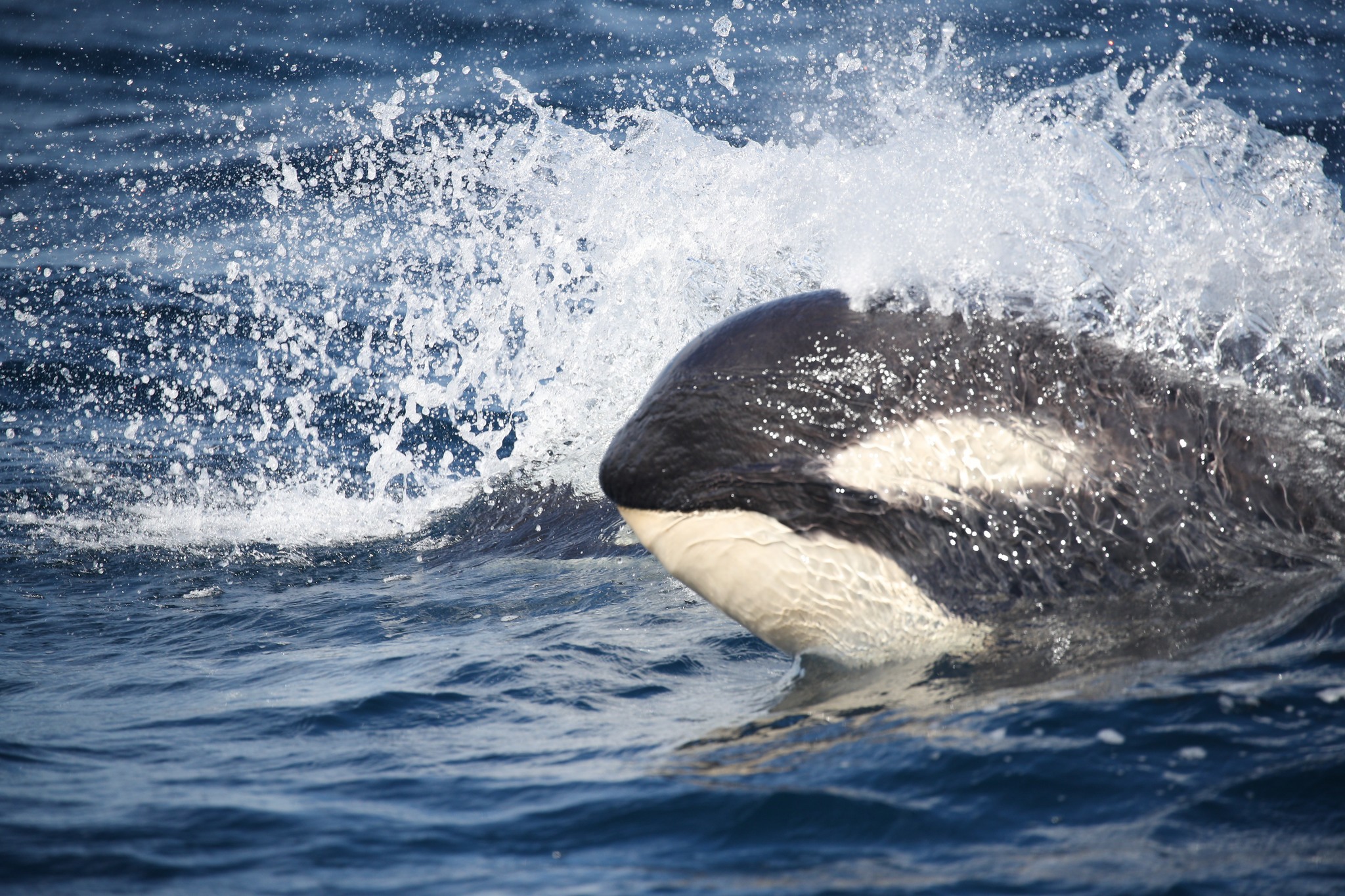 'Incredibly rare' pod of killer whales seen off Sydney beach