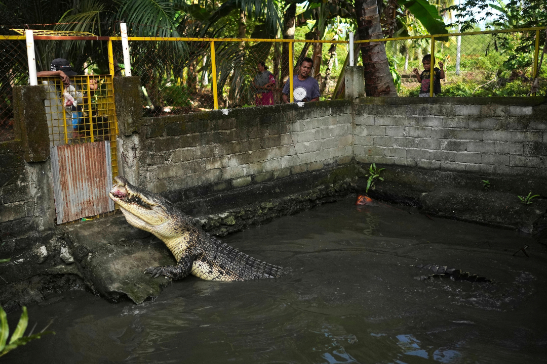 Rusli Paraili, left, a crocodile handler, feeds a rescued crocodile inside an enclosure in Budong-Budong
