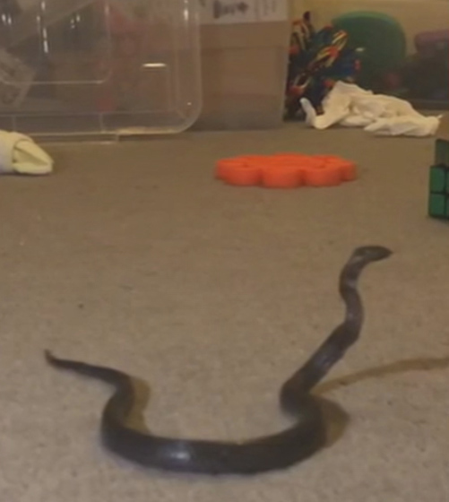 Sydney mum found a snake in her child's bedroom.