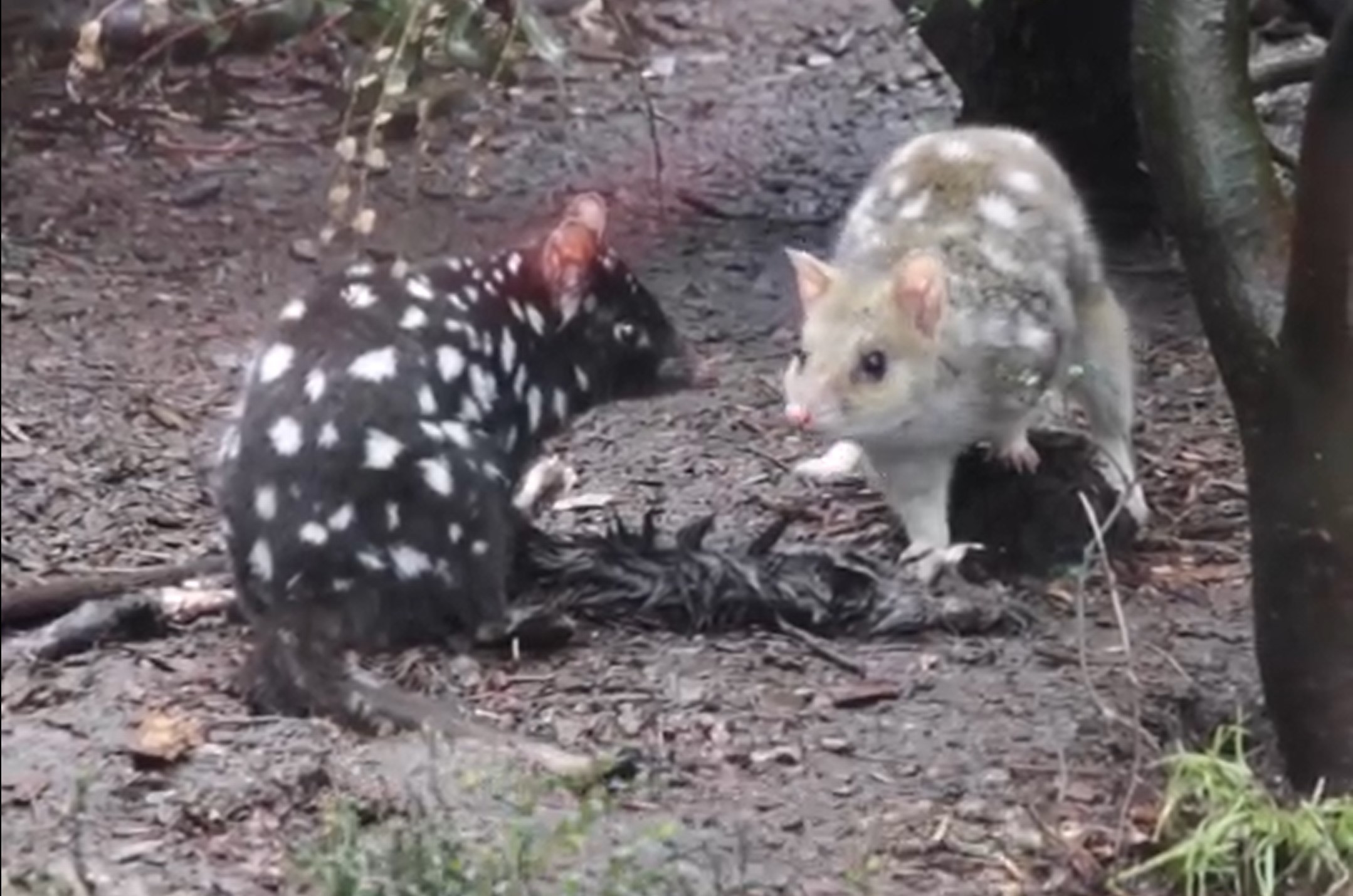 E﻿astern quolls have been reintroduced into mainland Australia more than 50 years after they were forced into extinction. 