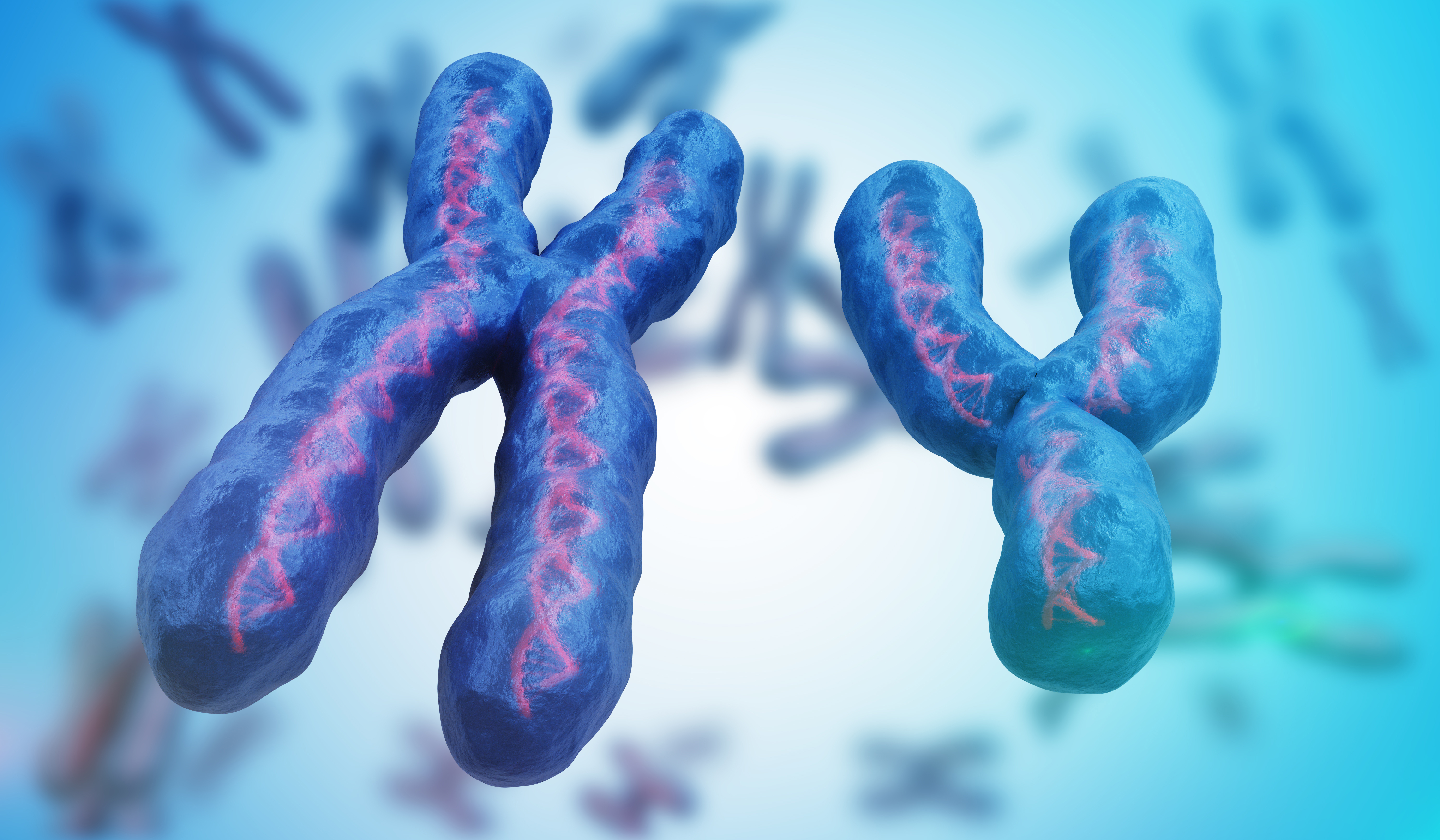 People assigned female at birth have two X chromosomes, a fundamental advantage over XY, the chromosomes males have at birth.