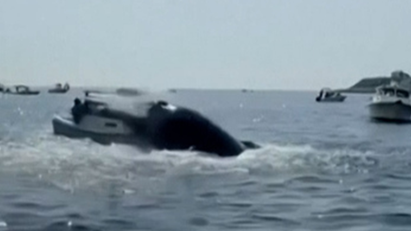 La ballena lanzó su cuerpo fuera del agua y se estrelló contra la parte delantera del bote. 