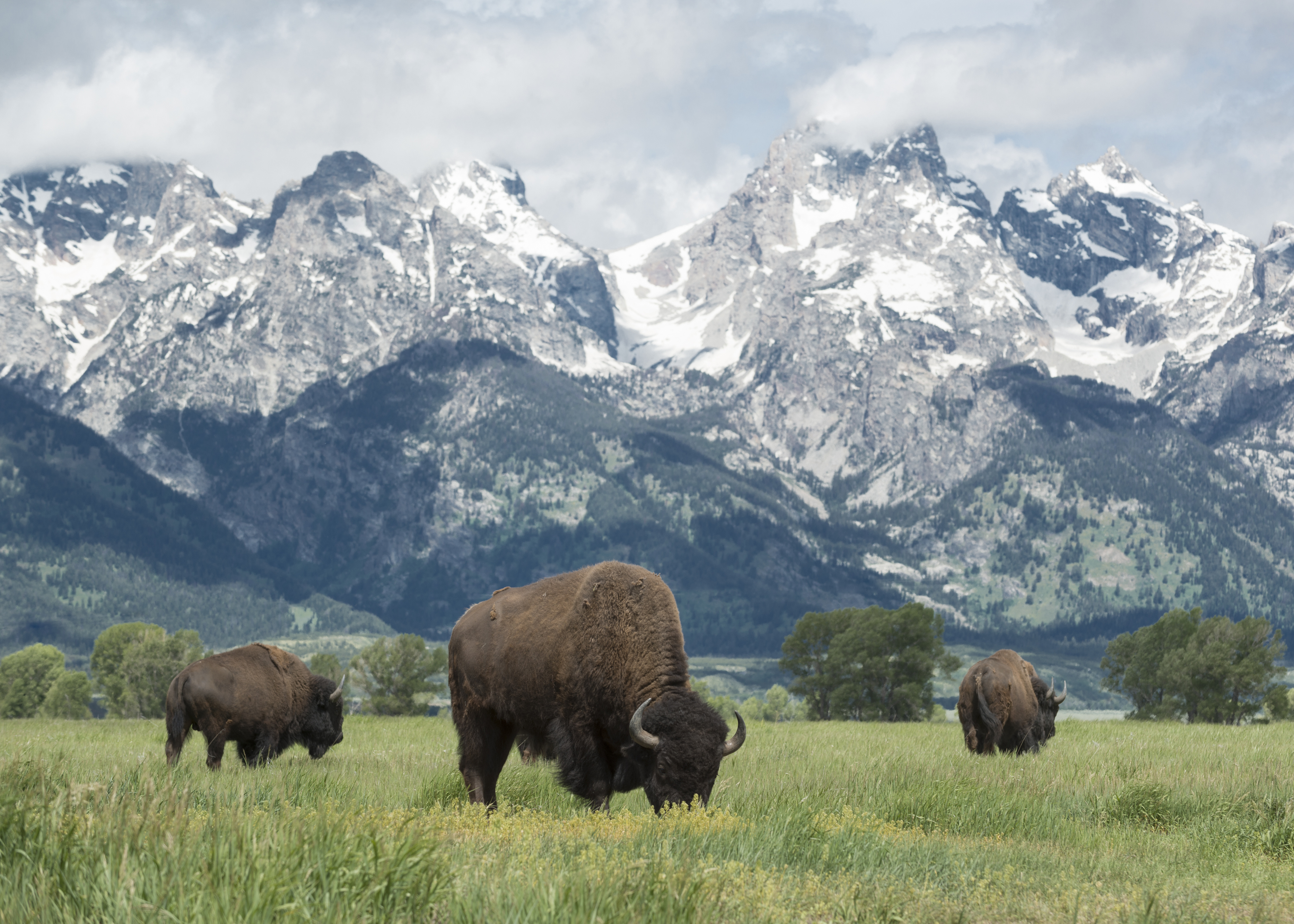 Segunda cornada de bisonte en dos días en el Parque Nacional de Yellowstone