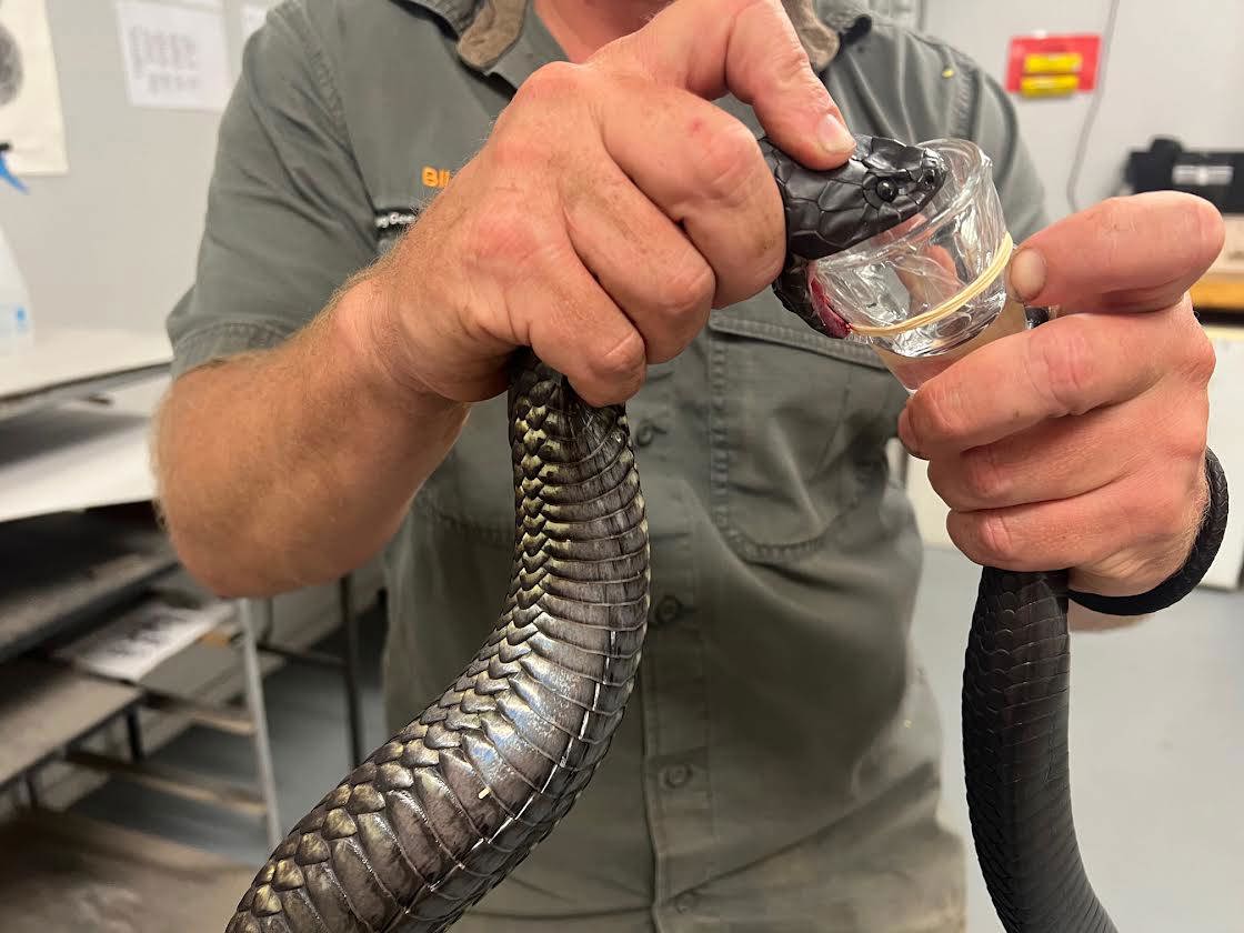 Billy Collett milks a venomous tiger snake, producing two or so drops of venom. 