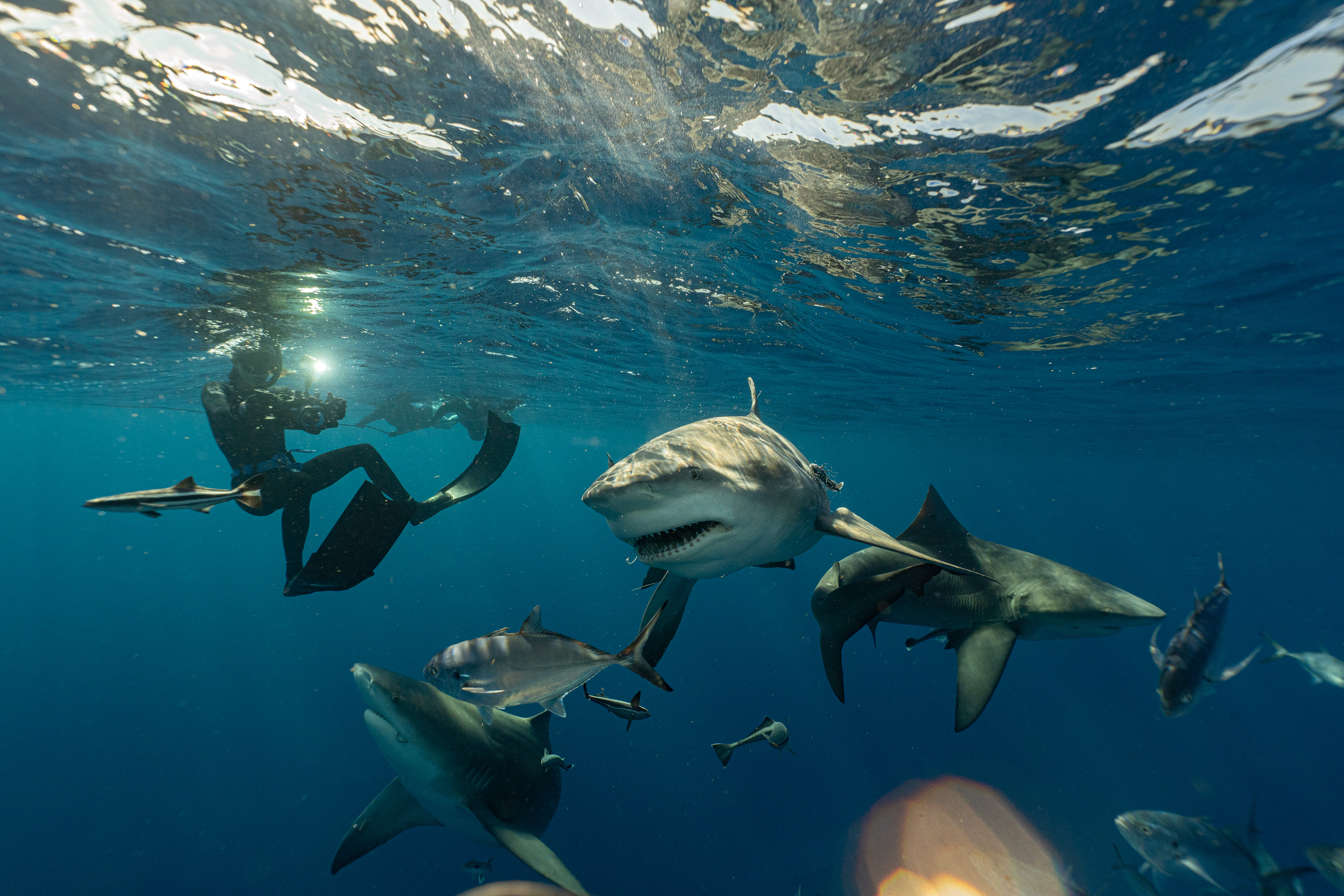 Captain John Moore free-dives with bull sharks four times a week.