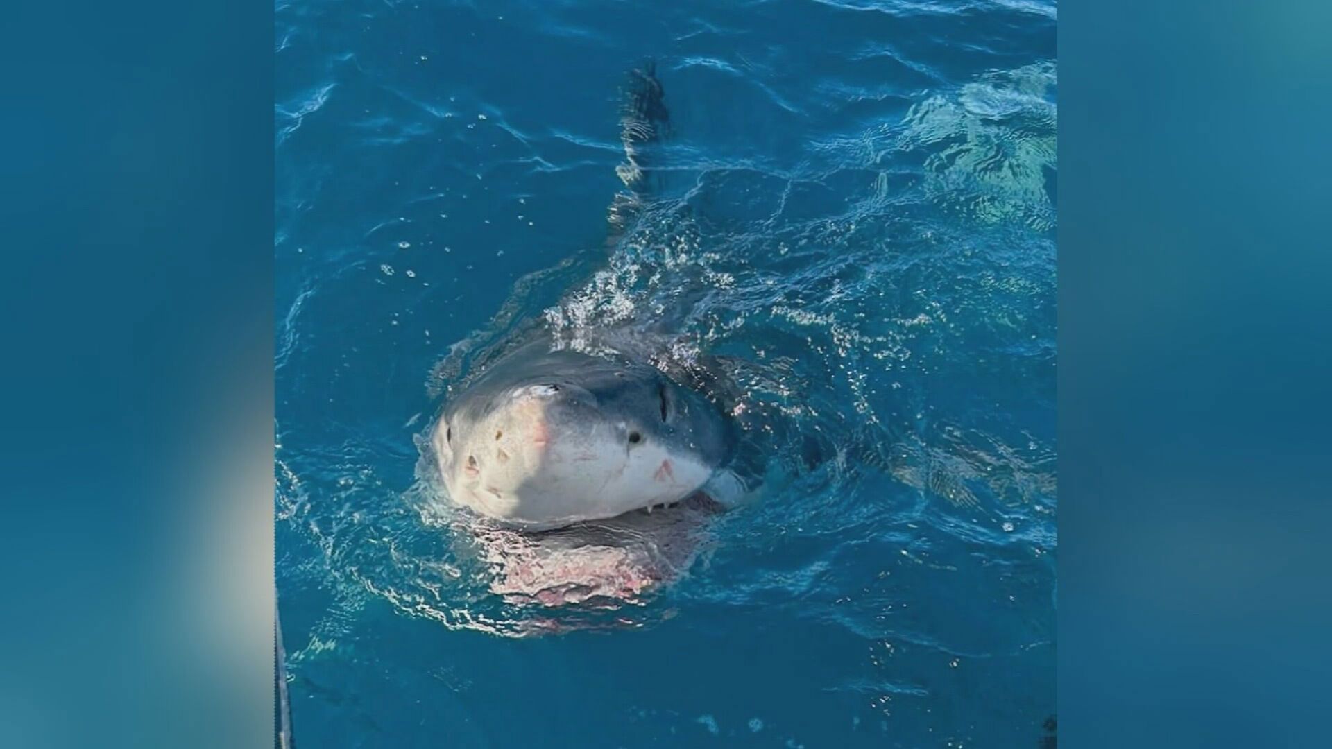 The great white shark mauled the angler's prized tuna catch off in South Australia.