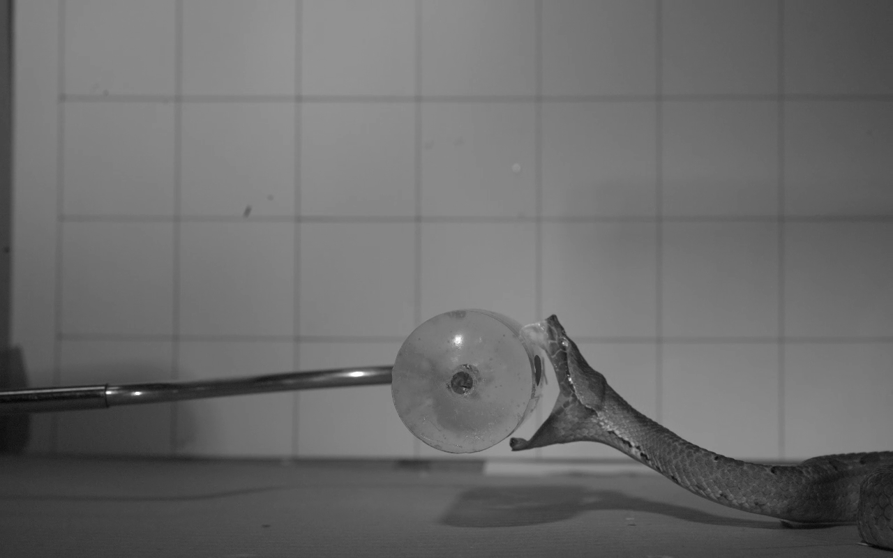 A viper, Hypnale hypnale, striking at a cylinder of medical gel.
