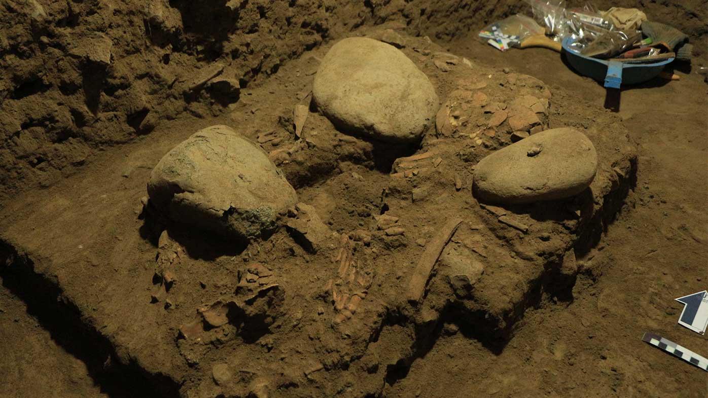 The skeletal remains of an ancient teenage Toalean woman were nestled among large rocks, which were placed in the burial pit discovered in a cave on Sulawesi.
