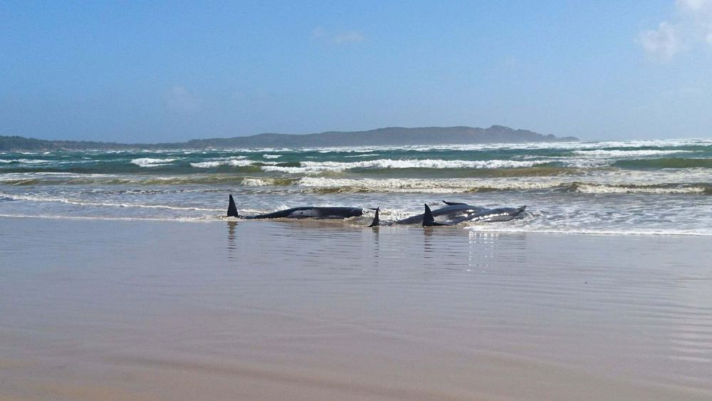 Some of the beached whales pictured during the previous stranding in 2020 at Macquarie Harbour.