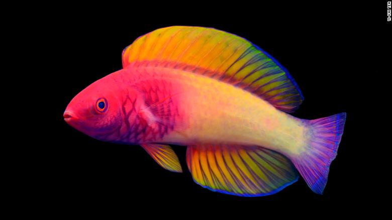 This year, Luiz Rocha identified the Cirrhilabrus finifenmaa or rose-veiled fairy wrasse.