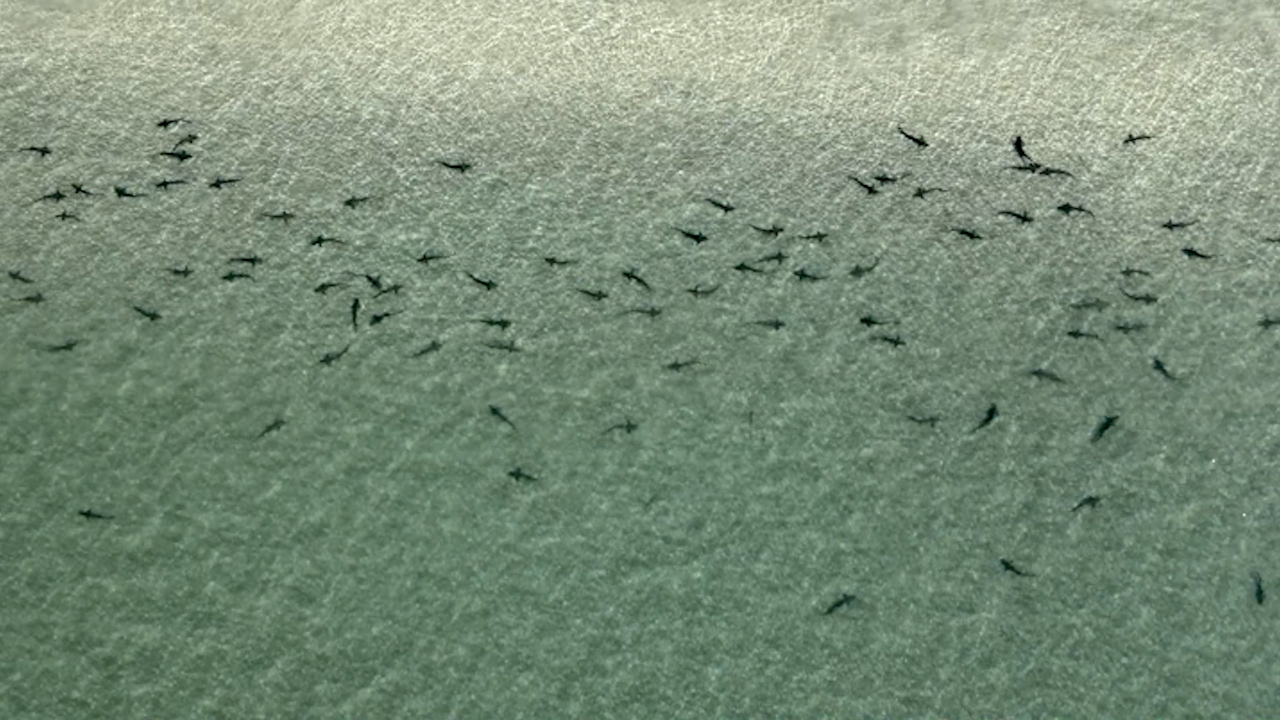 Hundreds of leopard sharks have been filmed basking in the warm shallows of La Jolla, California.