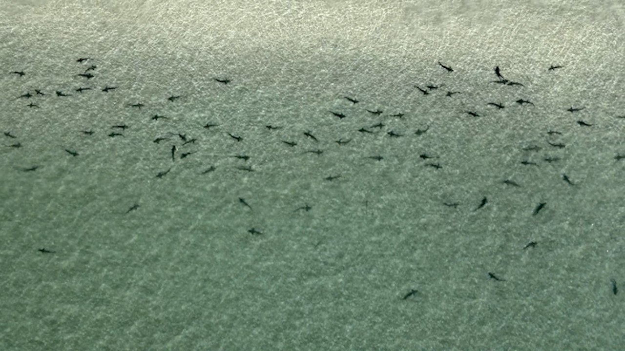 Hundreds of leopard sharks have been filmed basking in the warm shallows of La Jolla, California.