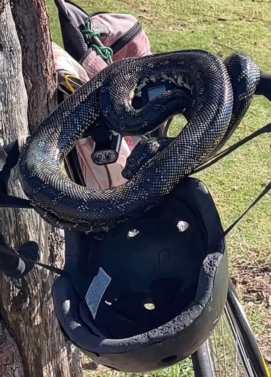 Toni Collette spots snake on walk