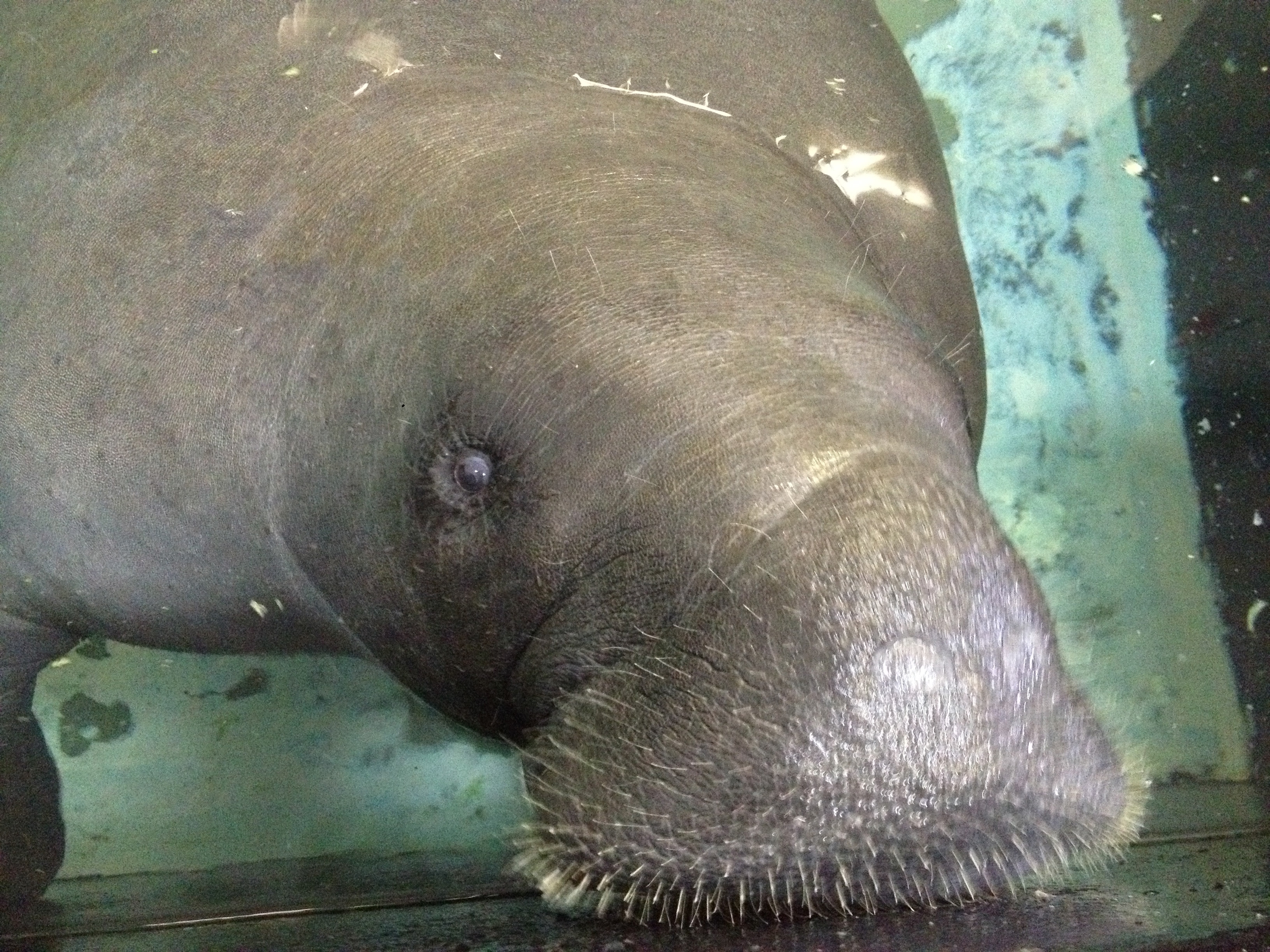 Snooty the manatee lifts her snout out of the water at the South Florida Museum in Bradenton, Florida. 