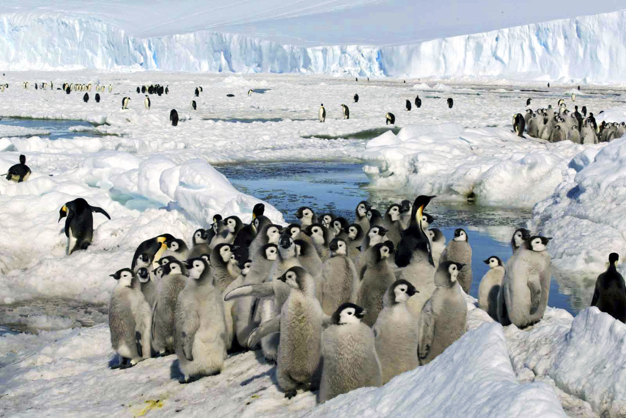 penguins
