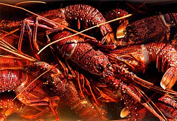Rock lobsters (Getty)