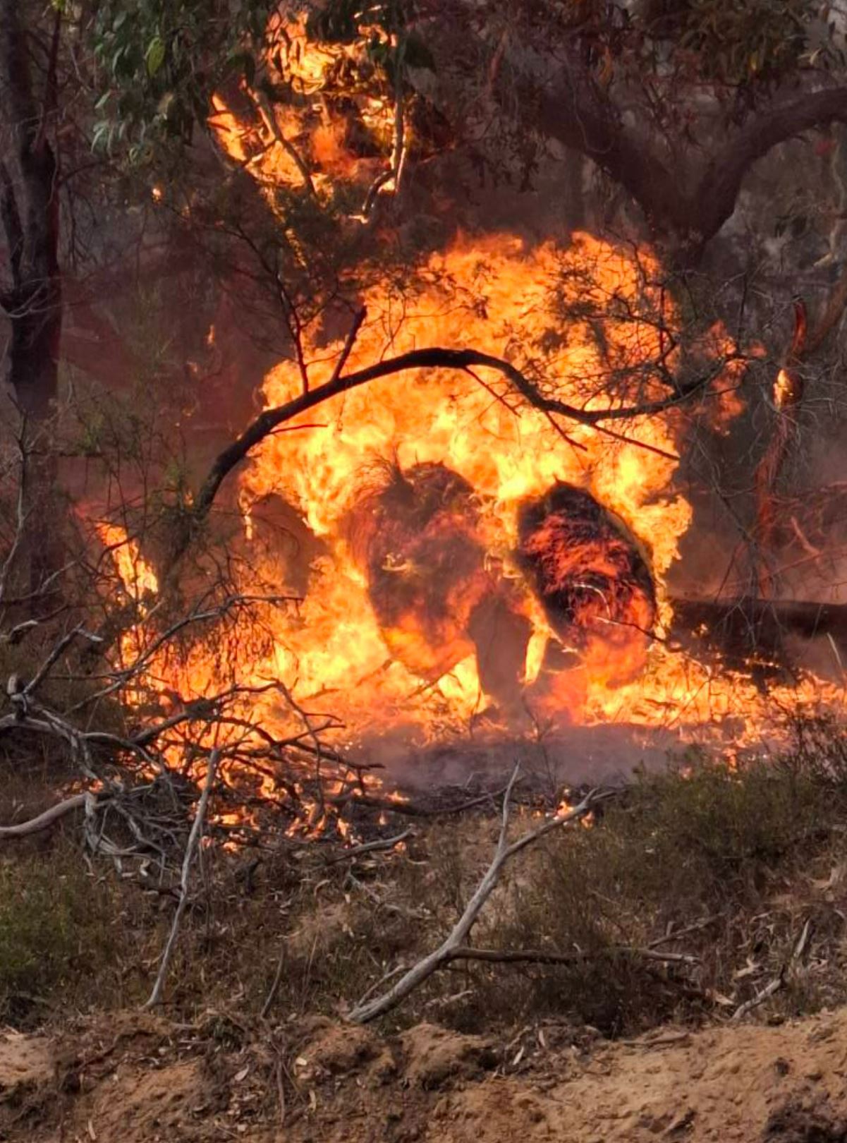 GRAMPIANS FIRE: Victorian bushfires. 2.2.25