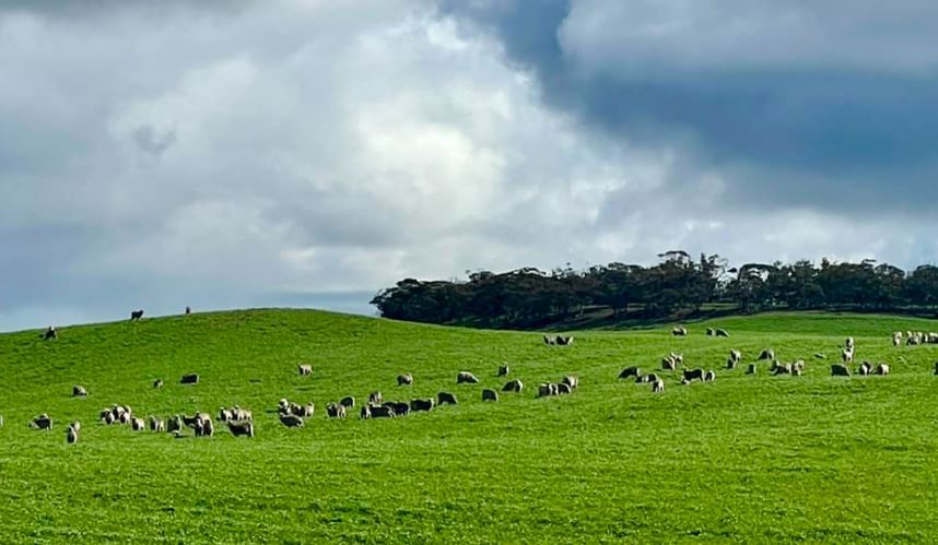 Farmer wants drought declared in South Australia - his fields in 2022.