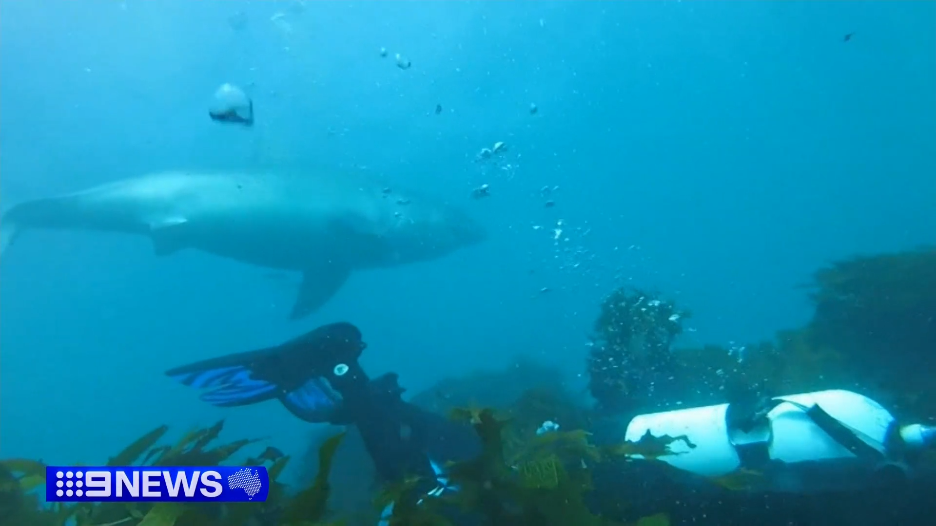 WA duo Andy Nelson and Tim Ryan were hunting for crays off Safety Bay, when they came dangerously close to a great white shark.