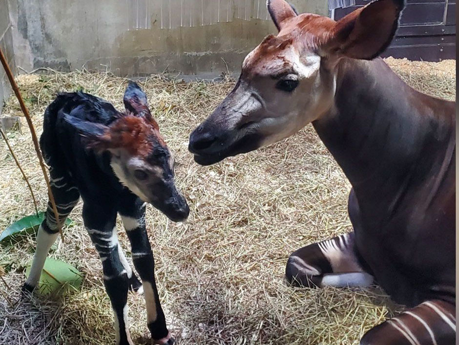 Nace un okapi raro y en peligro de extinción en el zoológico de Cincinnati