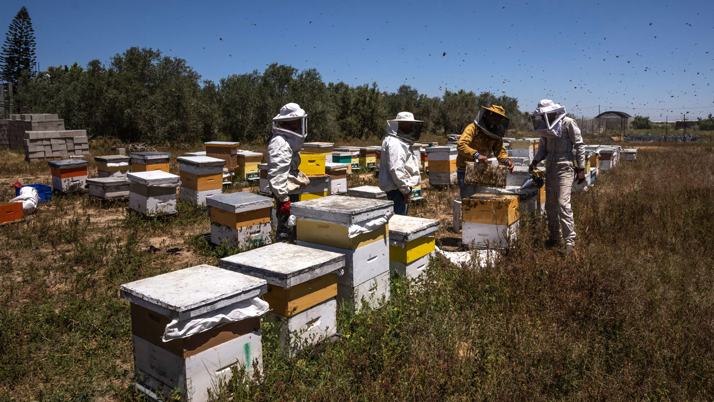 Beekeepers lift honeycombs from a beehive