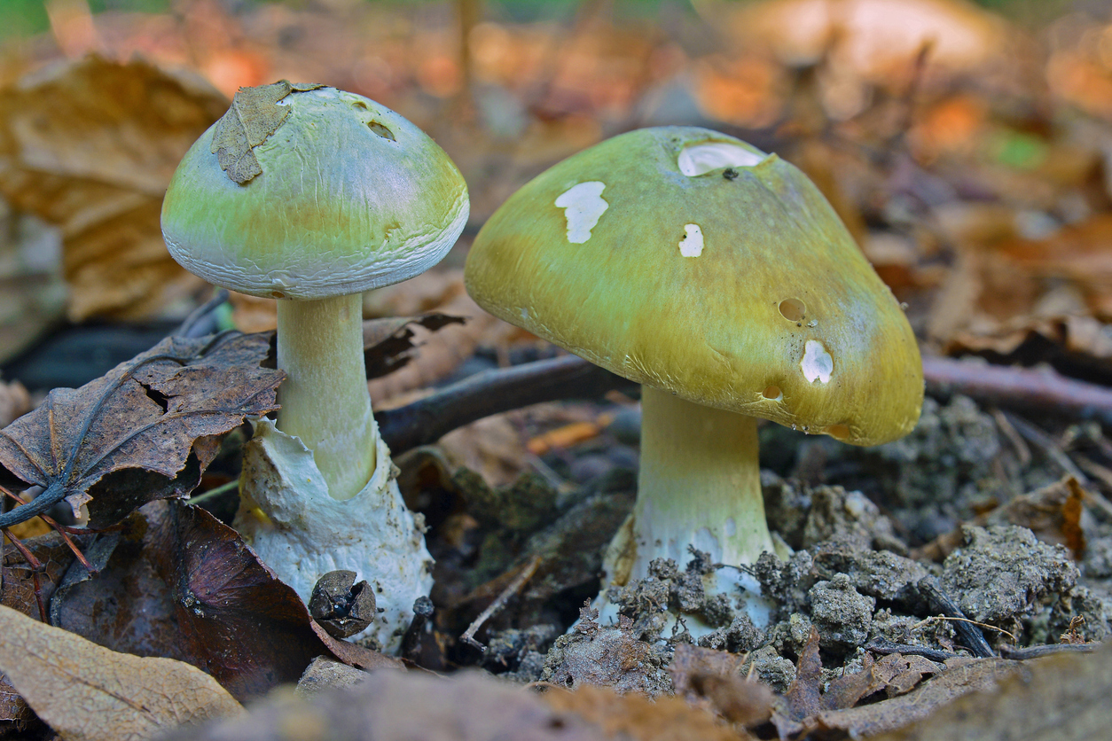 deadly toxic amanita phalloides mushroom, deathcap