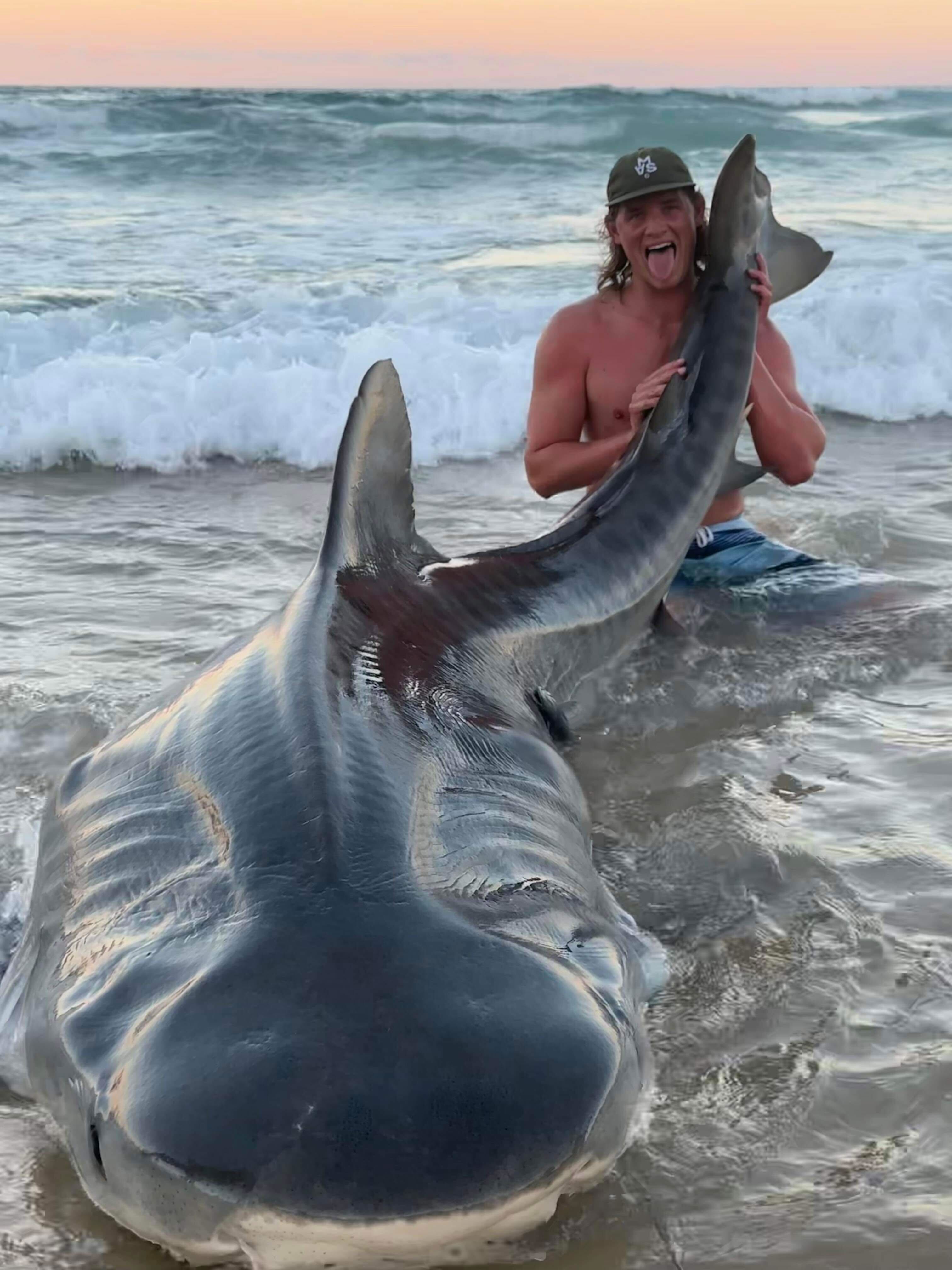 Tiger shark caught at K'gari, Queensland.