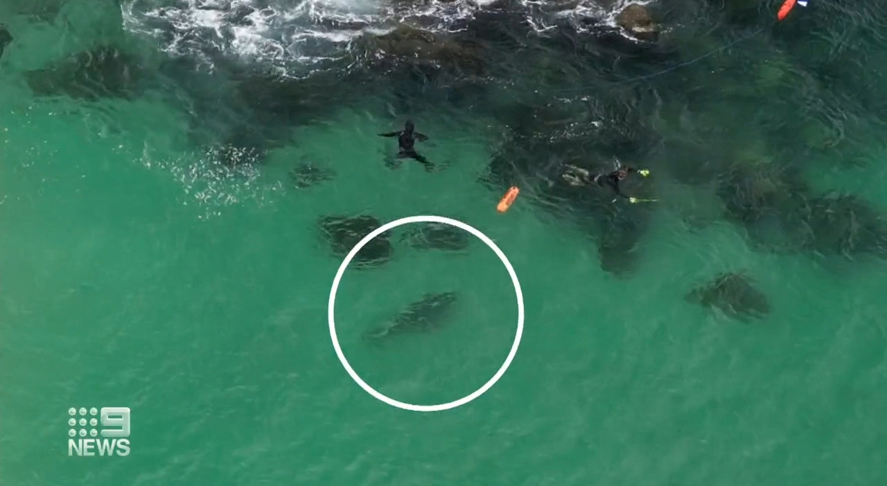 Three men in black wetsuits were spear fishing near Forster on the NSW mid north coast when another dark shape came up underneath them.It was a big shark, and despite being armed, the fisherman made a very hasty exit.
The predator slid directly underneath them.