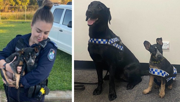 'Honey' is now under the care of north Queensland Police, and has already squared up with the teams K-9 unit