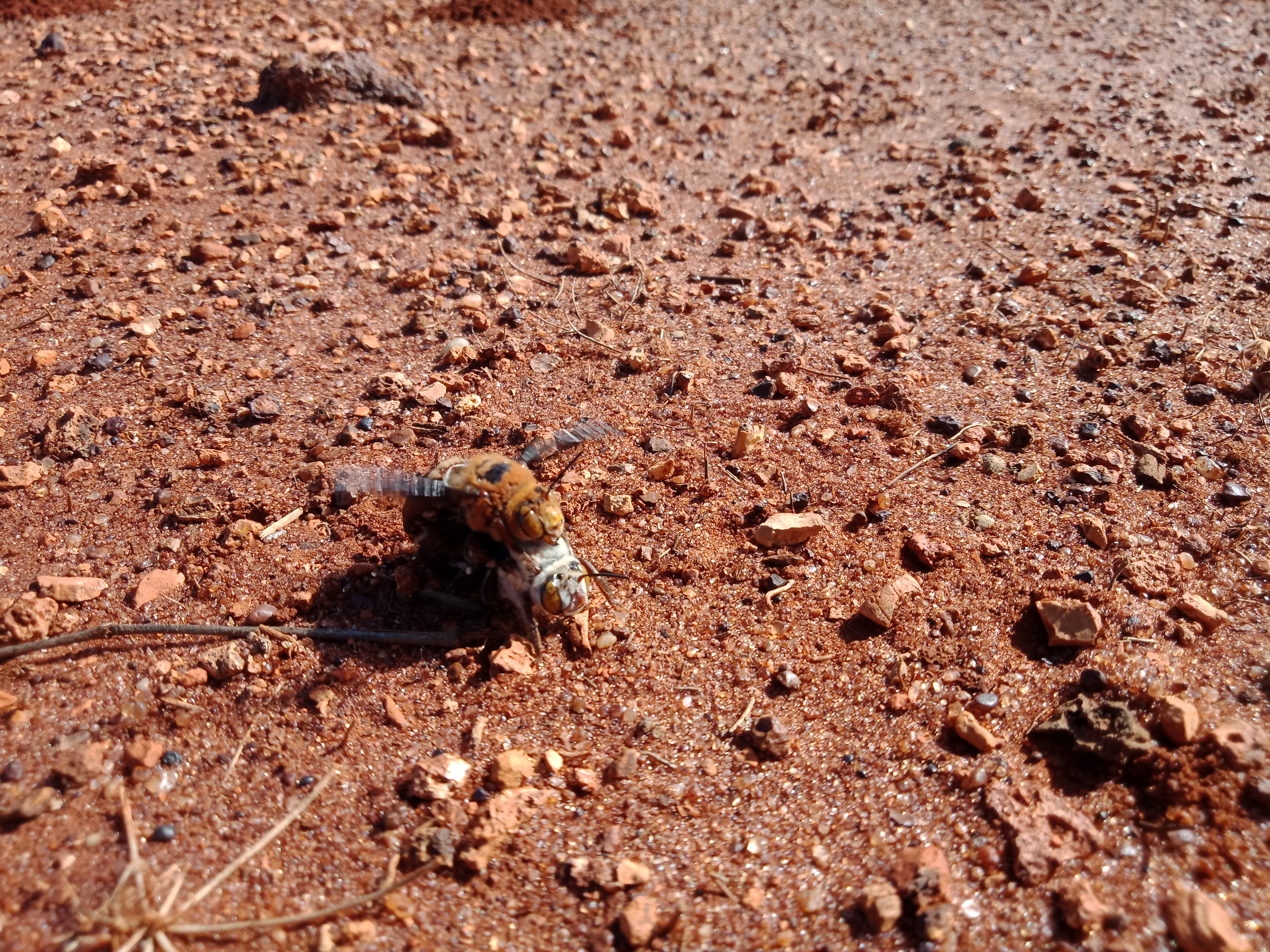 The bees only emerge over a few weeks in Spring, they will mate, find food, and then re-burrow into the ground to lay eggs.