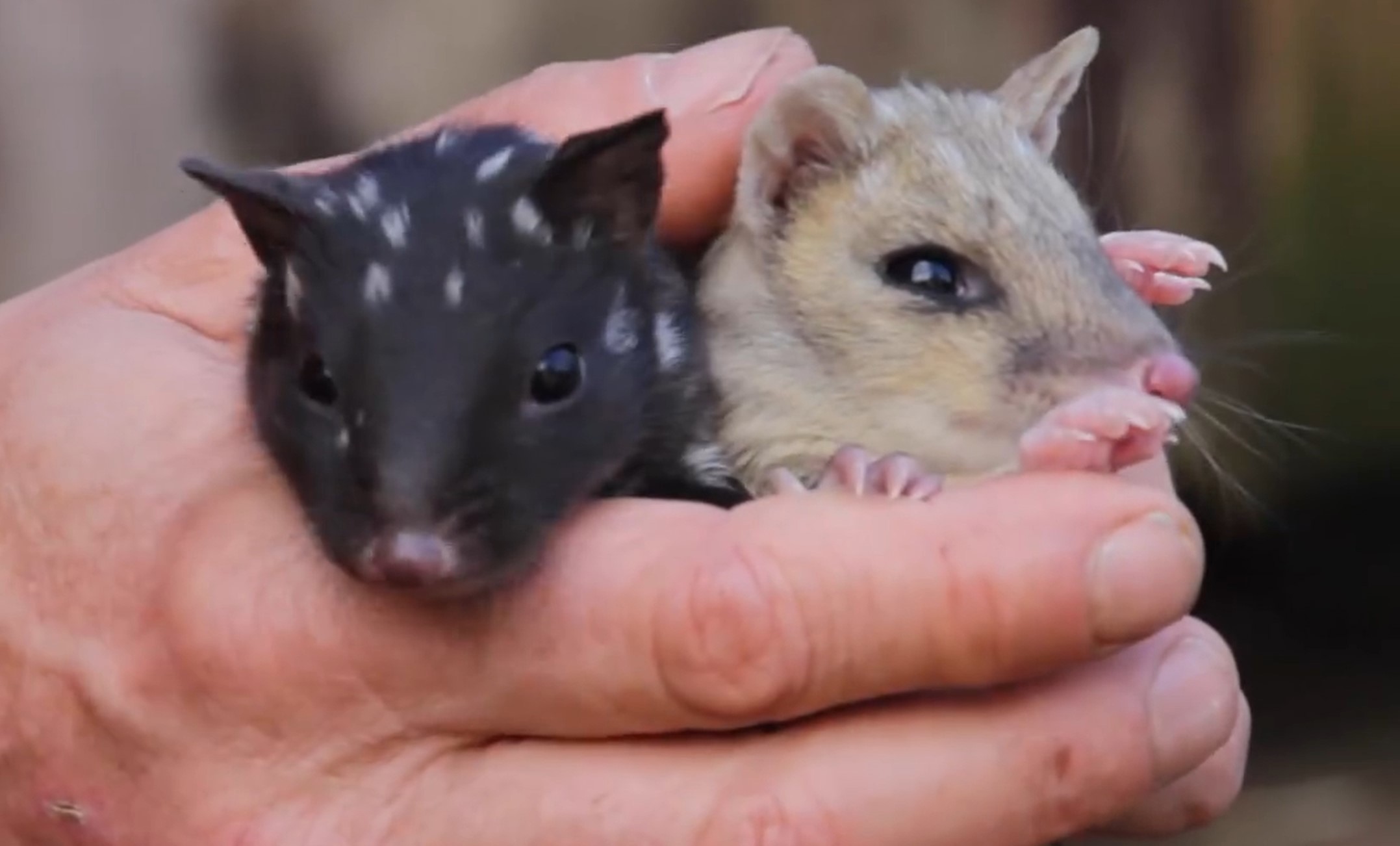 E﻿astern quolls have been reintroduced into mainland Australia more than 50 years after they were forced into extinction. 