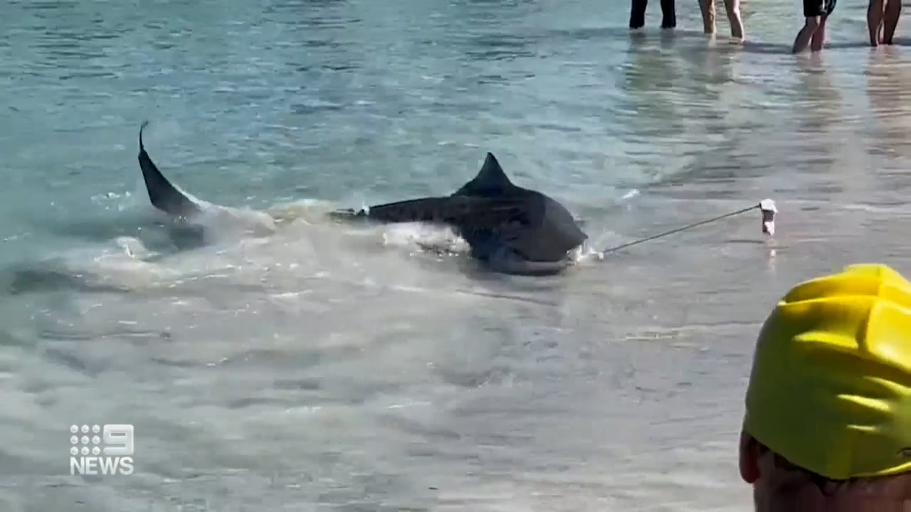 Onlookers chanted to let the shark go back into the water.