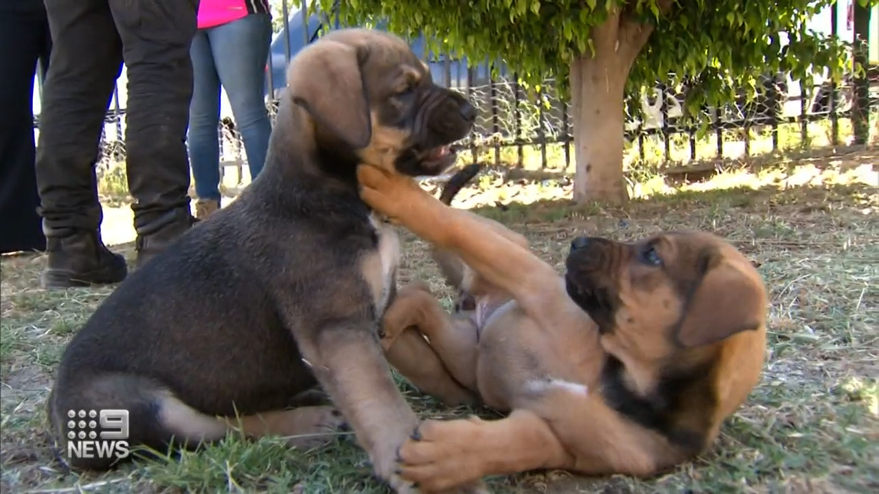 The two puppies are 'exhausted' after playing all evening.