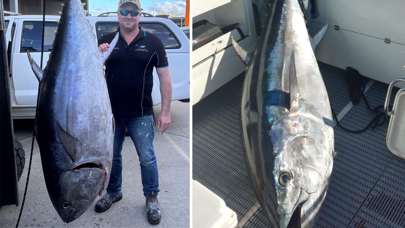 Massive Bluefin Recaptured After Nearly Three Decades