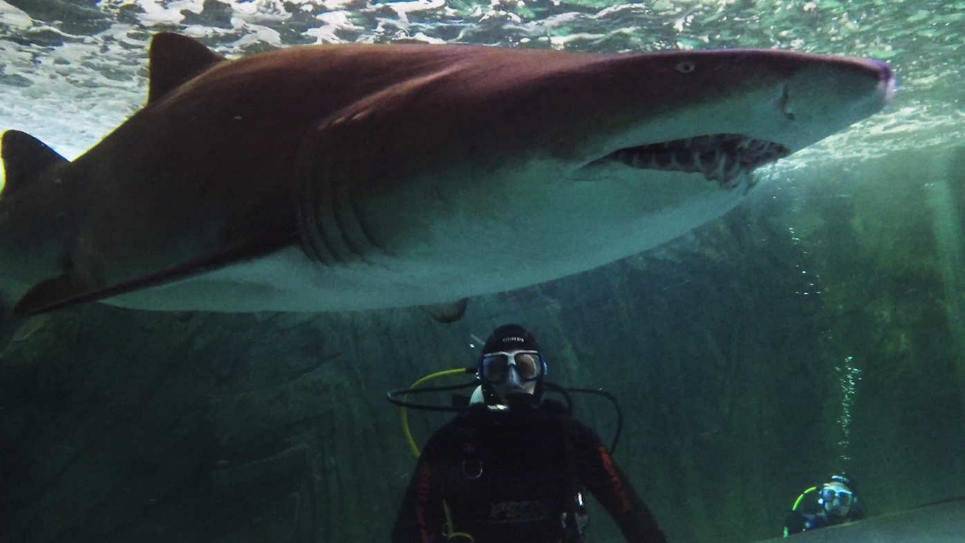 There is an estimated 2,500 Grey nurse sharks left on the planet, making them a critically endangered species.