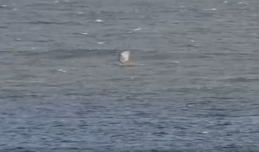 Surf cams showed foilboarder Andy McDonald suddenly falling into the water and thrashing about 50m off Prevelly Beach