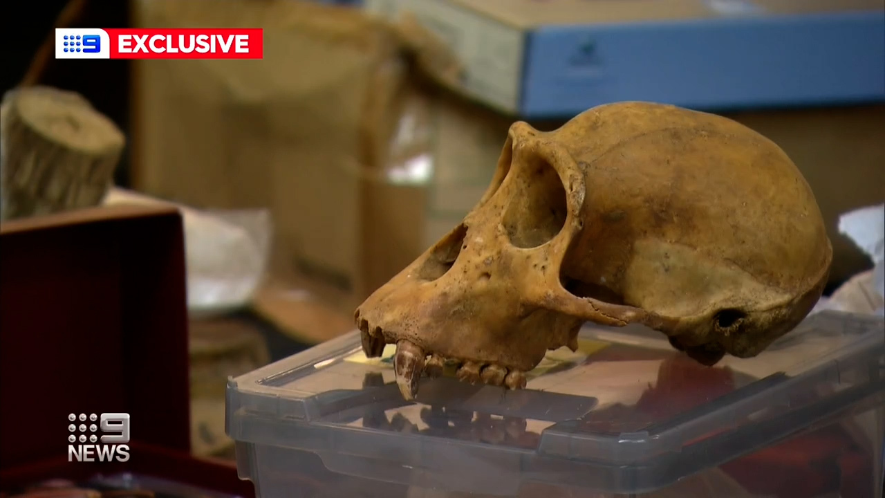 A skull was among the unusual items found by Australia Post.