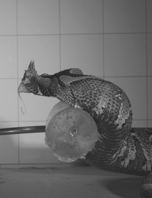 A viper, Bitis nasicornis, striking a cylinder of medical gel with venom dripping from the top fang.