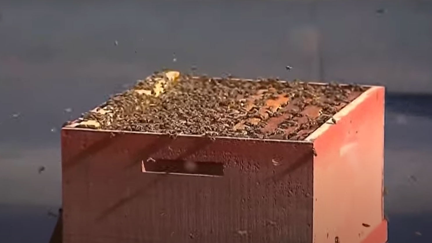 One of the beehives taken to the protest by beekeepers in Chile. 