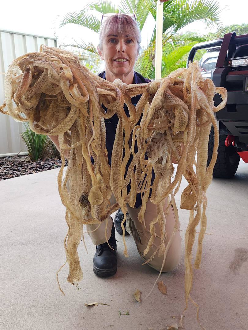 Snakes are a common occurrence in roof spaces of homes on the Sunshine Coast.