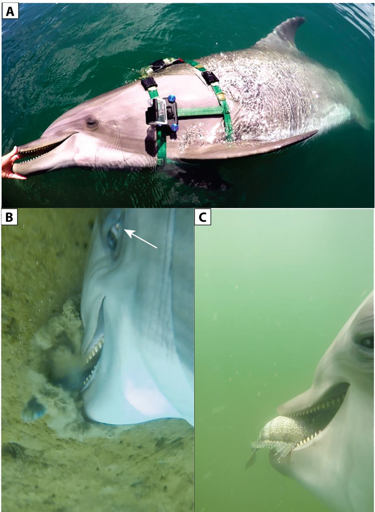 Delfín chilla mientras se alimenta de serpientes marinas en imágenes raras