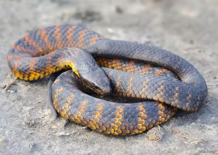 Tiger snake from Lake Alexandrina in South Australia. The skulls of tiger snakes on the mainland don't change shape when forced to feed on large prey for a prolonged period of time, unlike the skulls of snakes from Carnac Island, which grow longer jaws and palates.