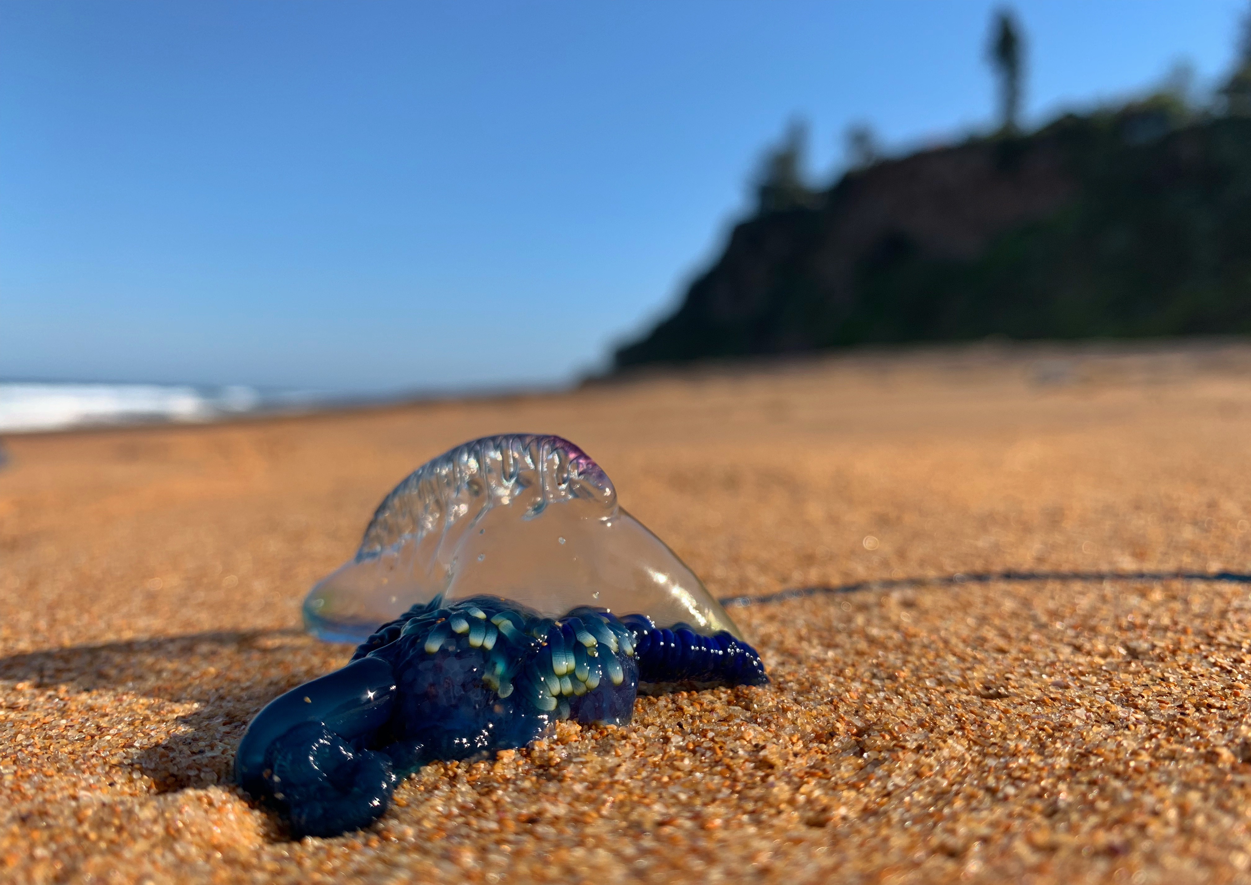 Blue Bottle Jellyfish - Australian Beach
