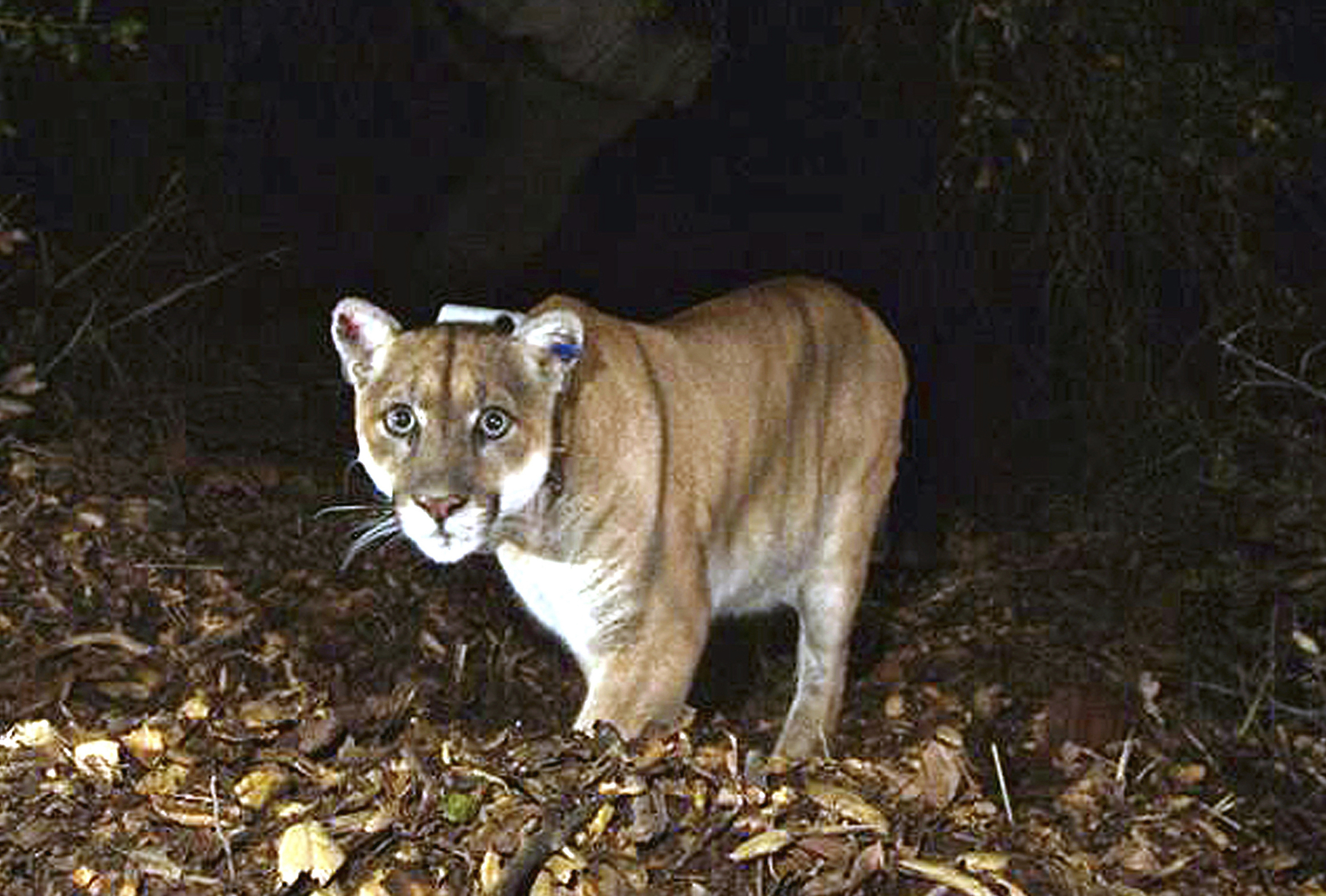The mountain lion known as P-22, photographed in the Griffith Park area near downtown Los Angeles.