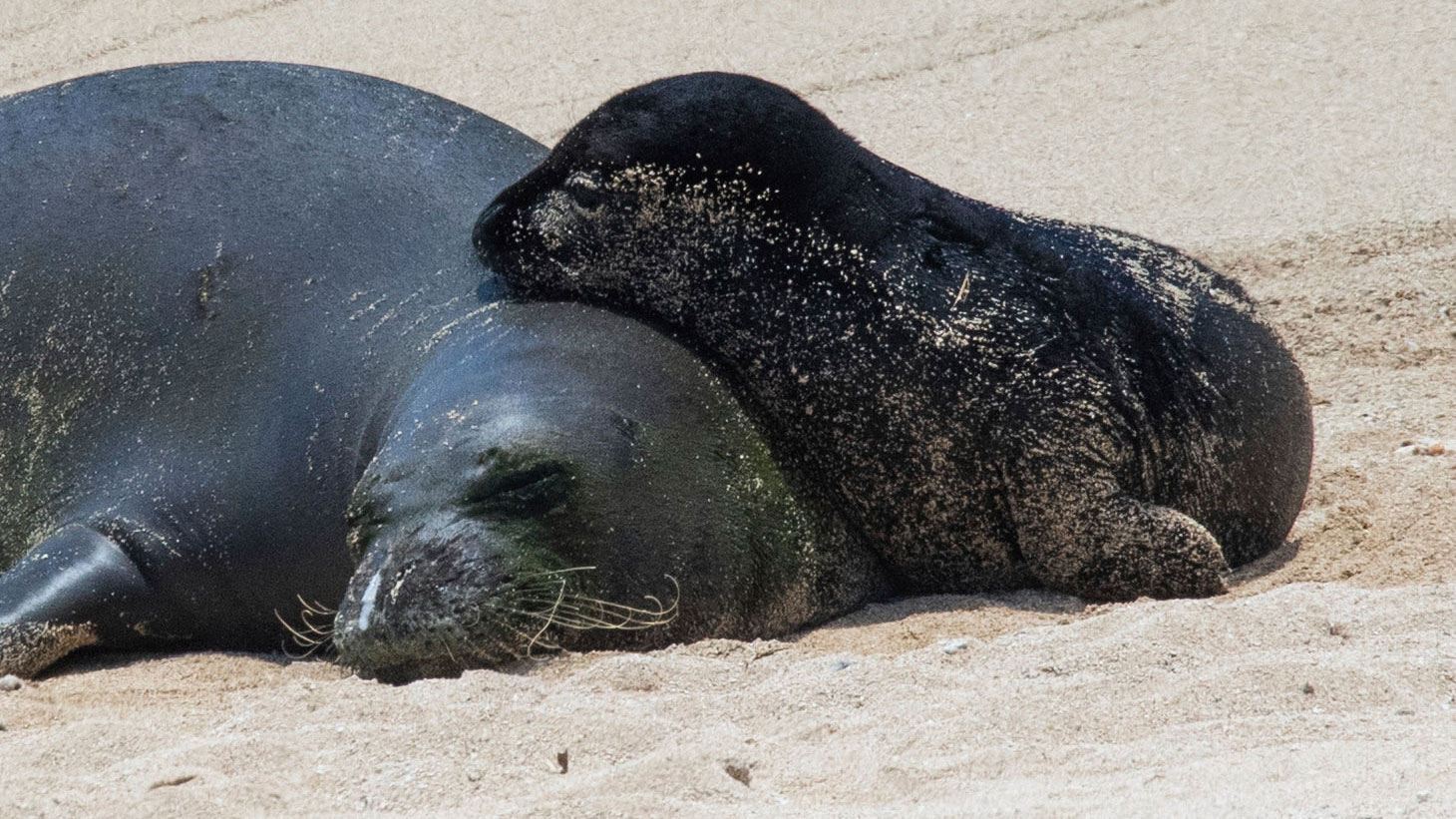 Rocky was protecting her pup when she injured the swimmer, experts say.