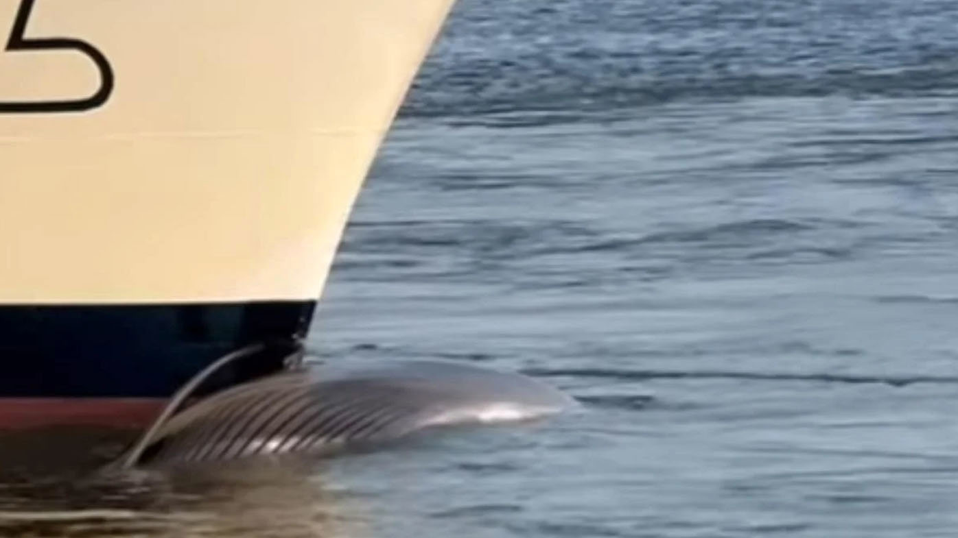 Cruise ship sails into port with dead whale across its bow