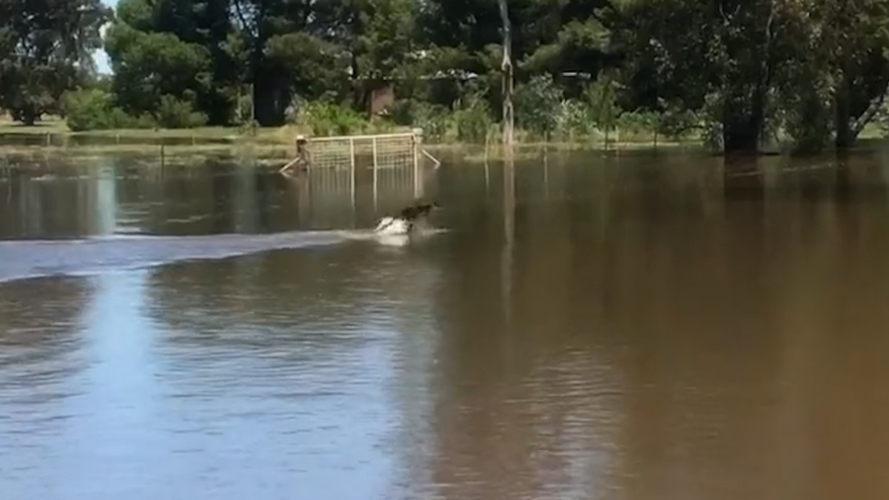 SES crews spot wallaby in Lachlan River in Forbes.