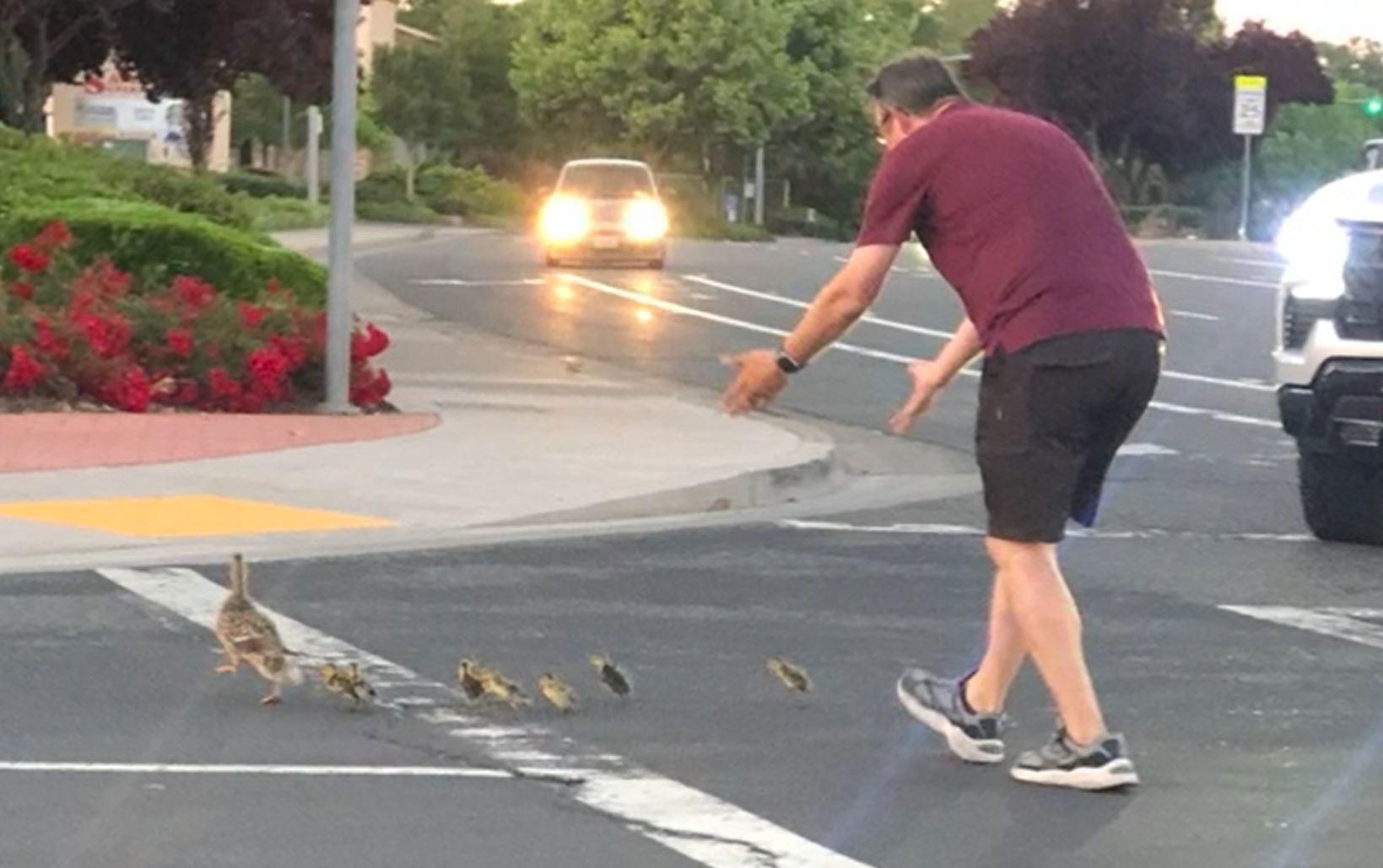 Twelve-year-old Will﻿iam Wimsatt told local news outlet KCRA3 the man was shooing the ducks and "everyone was clapping because he was being really nice".